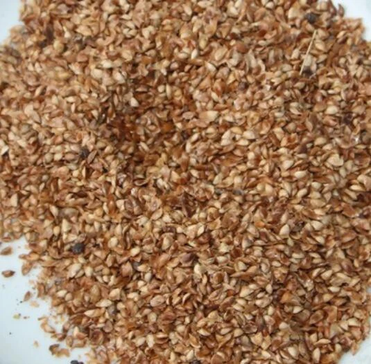 Eastern Sebria New Dahurian Larch Seeds, Seedlings For Planting