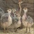 Import Fertilized Eggs,Red and Black neck ostrich chicks from China