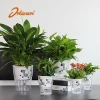 Free sample wholesale biodegradable clear zebra pattern plastic orchid seedlings plant nursery flower pots