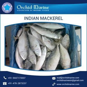 Fresh &amp; Frozen Seafood Mackerel Tin Fish at Lowest Price