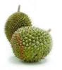 Fresh and Frozen IQF Whole Durian Fruit for Sale