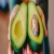 Import Fresh Avocado - Fresh Avocados/Frozen Avocado- Best Price and Quality from Germany