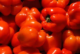 Fresh Bell Peppers/Color Capsicum/Exotic Vegetables