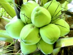 FRESH COCONUT MADE IN VIETNAM +84916611103 whatsapp