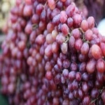 Fresh Fruit Grapes For Sale