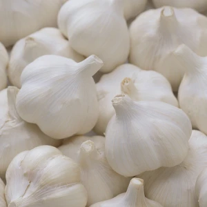 Fresh Garlic pure white