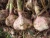 Import fresh garlic from China