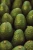 Import Fresh Hass Avocado Palta from Mexico with Global GAP Certificate from Mexico