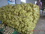 Fresh Potato NEW Crop