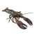 Import Fresh Quality Pacific Canadian Red Lobsters for sale from South Africa