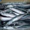 Fresh Seafood 200-300g Frozen Pacific Mackerel For Sale
