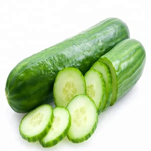 Fresh South African cucumber