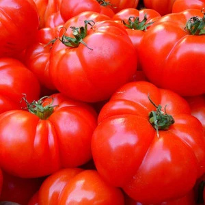 Fresh Tomatoes,FRESH ORGANIC TOMATO and Fresh Red Tomato,Fresh Green Tomatoes For Sale
