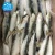 Import Frozen Fresh Sardine Fish in Fishing type of Canned,Fishing bait on land from China