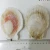 Import Frozen Half-shell Scallops Easy for Cooking from China