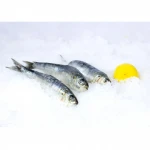 Frozen Sardine Sardinella Aurita for sale