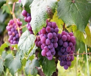 globe best quality grape top grade fresh red grape for sale/Fresh grapes