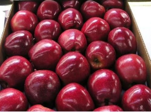 Good Quality Fresh Red Apple, Red Delicious Apple for sale available stock
