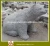 Import grey granite stone animal bear statue for garden ornaments from China