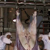 Halal Camel Slaughterhouse With Meat Process Slaughter Machine
