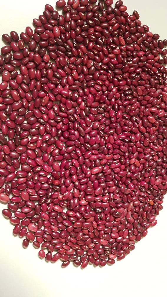 High Quality And Hot Seller Red Kidney Beans(Gojam) For Wholesale