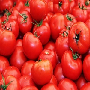 High quality fresh cherry tomatoes with Fresh tomatoes