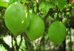 High Quality Gac Fruit for European market - Natural Gac Fruit  Export to EU, USA, , UAE, China, etc - Gac Oil from Vietnam