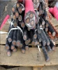 hihg purity copper wire scrap in Hebei /cooper ingot /scrap copper