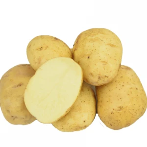 Hot selling 2020 new fresh  potato