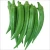 Import hot selling Fresh Vegetables fresh Okra , Ladyfinger , bhindi from (Naqshbandi Enterprises) Pakistan from Pakistan
