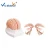 Import Human Teaching Brain Mantle Function Position Head Brain Anatomy Model from China