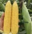 Import Hybrid f1 Heat Resistant Super Sweet Yellow Corn Seed Vegetable Seed from China