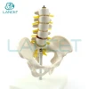 LANCET 2020Joint model Medical education Life-Size Pelvis with 5pcs Lumbar Vertebrae model human anatomical human joint model