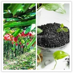 Leonardite humic acid organic fertilizer to extend the performance of urea in the soil