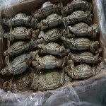LIVE CRAYFISH AND LIVE LOBSTERS SALES PRICE