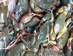 Live Mud Crabs,Blue Crabs,King Crabs /Live Seafood