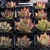 Import Live Succulent Plants Echeveria Yellow Ebony Ornamental Plant Garden Decor for Nursery Real Natural Indoor Plant from China
