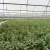 Import Low Cost Fixed Poly Tunnel Seed Greenhouse For Vegetables from China