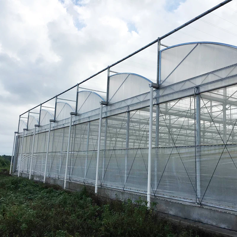 Low Cost Plastic Film Agricultural Greenhouse With Auto Control System
