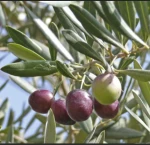 Made in Italy 1 L classic extra virgin olive oil De Cecco Olives green olive oil bottle italiano Italia