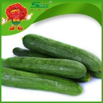 Manufacturing Cucumber mini cucumber