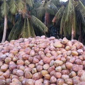 Matured Fresh Semi Husked Coconuts
