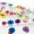 Import New Hot Sale 24Pcs 12 Colors 3D Decoration Real Dry Dried Flower for Gel Nail Art Tips from China