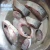 Import Neweek 400kg/h fish processing catfish crucian fillet fish cutting slicer machine from China