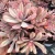 Import Nursery direct Korean variegated live succulent plants with competitive price from China