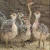 Import Ostrich Chicks , Fertilized Eggs,Red and Black neck Ostrich from China