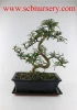Pepper tree indoor bonsai export wholesale