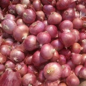 Quality Fresh Onion Red & White From INDIA/Redish pink For Sale