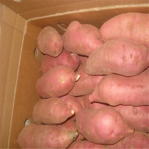 Quality Fresh Sweet Potatoes