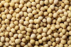 Quality Protein Soybeans at competitive price